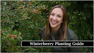 Winterberry Planting Guide  Planting Berry Poppins® Winterberry Holly  Northlawn Flower Farm [upl. by Negiam]