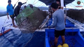 FISH TRAP  PART 2 Trevally and Long Nose Emperor [upl. by Pomfret]