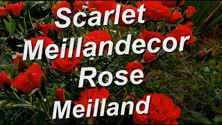 Scarlet Meillandecor Rose Meilland [upl. by Childers639]