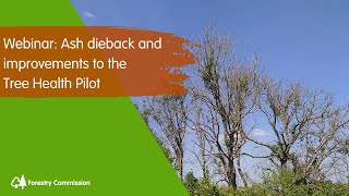 Webinar Ash dieback and the Tree Health Pilot [upl. by Renita]