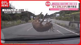 【危険】シカが車と衝突…「気づいた時には、車の前に…」 福岡 [upl. by Ahcurb]