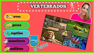 Los 5 Grupos de Animales VERTEBRADOS para NIÑOS [upl. by Furnary]