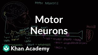 Motor neurons  Muscularskeletal system physiology  NCLEXRN  Khan Academy [upl. by Ociredef]