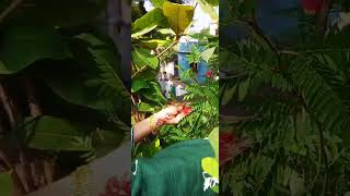 My mini garden all time ever green 🤗😍gardening viralvideo [upl. by Mcleroy461]