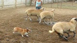 Corgi Sheep Herding [upl. by Emirak]