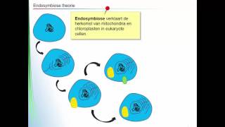 Endosymbiose theorie [upl. by Sherlock]