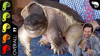 Common Snapping Turtle The Best Pet Turtle [upl. by Jephthah504]