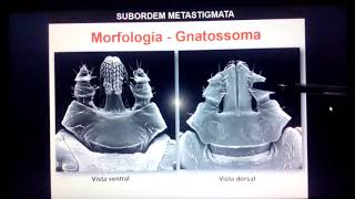 Introdução Ixodidae X Argasidae [upl. by Cristionna]