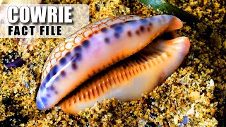 Cowrie Facts WHAT IS this SHINY SHELL 🐚 Animal Fact Files [upl. by Notna]