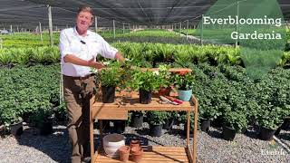 Nicholas Staddon Shares Gardenia jasminoides Veitchii Everblooming Gardenia from Everde Growers [upl. by Pomfret]