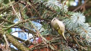 Goldencrowned Kinglet [upl. by Olemrac768]