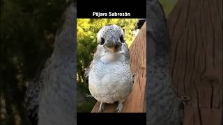 PAJARO SABROSON [upl. by Petit]