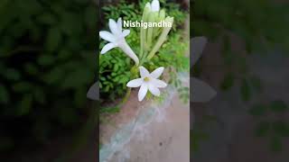 Tuberose flower nishigandhaflower flowergarden nature rajnigandha [upl. by Pompea]