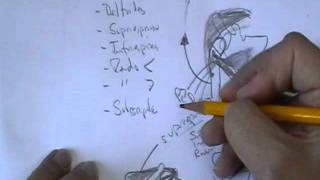 ANATOMIA 20 MUSCULOS DE MIEMBRO SUPERIOR Parte 2 [upl. by Mecke]