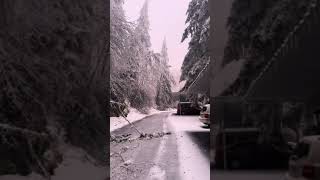 Massive Tree Crashes Down as Ice Storm Hits Town in Oregon USA  1482022 [upl. by Demetre]