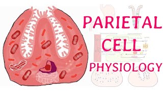 Physiology of parietal cell Brief explanation [upl. by Darrow]