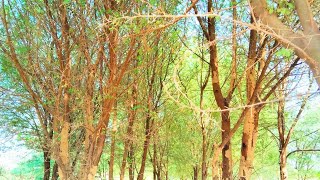 kikar farmingkiker farming techniquestrees farmingacacia farming simulatoracacia treeکیکر فارمن [upl. by Elorak]