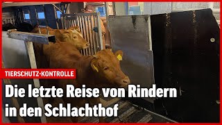 Tiertransport in der Schweiz So sieht es bei einer Kontrolle aus [upl. by Jegger]