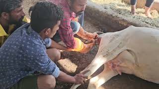 Difficulty in giving Birth in Cow  Dystocia  Obstetrical Operation cow gaushala veterinary [upl. by Ennovy541]