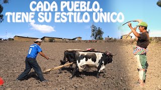 Costumbres Andinas Cultura de Perú más remoto  Arado Con Una Yunta de Toros Ykua Siembra de Maíz [upl. by Wanfried]