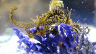 Crinoids walking [upl. by Georgie48]