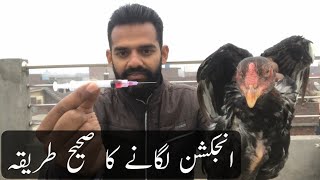 Murgon ko injection lagany ka tariqa  Bemar murga ko injection kesy lagayen  Murga ka ilaj  Ihsan [upl. by Darej]