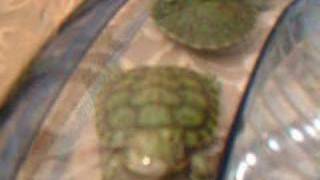 my 4 month old baby red eared sliders in there lagoon [upl. by Yonah59]