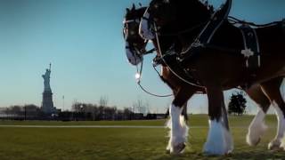 Budweiser Clydesdales 911 Tribute Ad Super Bowl 2011 [upl. by Enajaras]