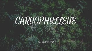 Caryophyllene I Terpene I Dr Pepper Hernandez [upl. by Yclehc]