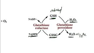 USMLE ACE Video 41 Chronic Granulomatous Disease CGD  NADPH Oxidase Pathway [upl. by Yerocal]