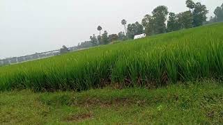 paddy farm  26 October 2024 [upl. by Sarat]