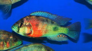 Haplochromis sp Musoma Blue [upl. by Artaed]