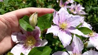 Piilu Clematis putting on another show  update 202405 see description [upl. by Belicia691]