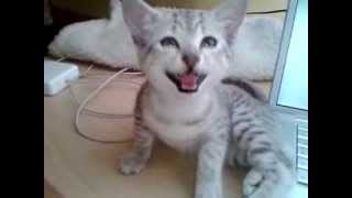 Cleopatra Egyptian Mau kitten talking [upl. by Granoff497]