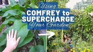 Growing and using comfrey  a free fertiliser to supercharge your garden  Permaculture food forest [upl. by Retsevlys]