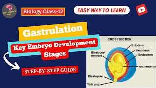 Gastrulation Key Stages and Importance in Embryo Development BioScience Guide [upl. by Honniball]