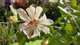 Calycanthus Venus  allspice sweetshrub spicebush hybridvery fragrant plant for a UK small garden [upl. by Einnaf]