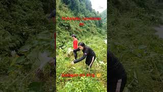 Hiphop in the farm music song remix rap youtubeshorts viralvideos shortsvideo shortvideo [upl. by Ahola]