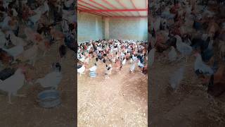 Free Range Chickens chicken freerangechickens poultry shortvideo [upl. by Wilson]