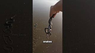 Meet the Sea Snake One Bite 30 Minutes to Live 😱 [upl. by Nnylekoorb]