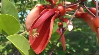 ÁRBOL CORAL Erythrina cristagalli wwwriomoroscom [upl. by Ebaj]