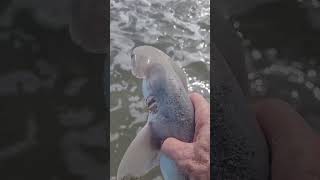 Bonnethead shark released in a post hurricane Debbie trough tight lines [upl. by Dena651]