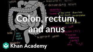 Colon rectum and anus  Gastrointestinal system physiology  NCLEXRN  Khan Academy [upl. by Ahsurej]