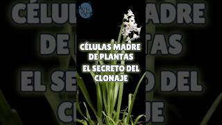 Células madre vegetales el secreto de la clonación [upl. by Harriman]