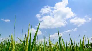 Rice field with blue sky in the background Time lapse [upl. by Namia]