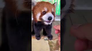 The Red Panda is So Cute When Angry [upl. by Sinclare]