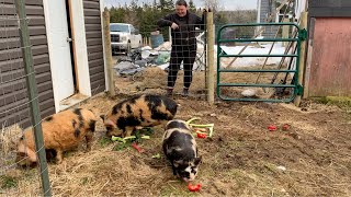 Bathroom Renovation Update  Piglets get a new outdoor area on the homestead [upl. by Lahcym675]