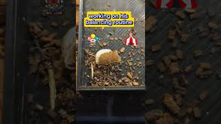 Isopod circus training caught on camera isopods circus mealworms [upl. by Eppilihp]