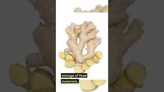 What is a rhizome  Rhizome of ginger  Modified Underground Stem Types and Rhizome examples [upl. by Schreibe204]