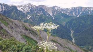 八方尾根自然研究路 Trecking Hakuba Happo [upl. by Amiarom287]